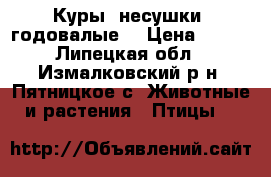 Куры- несушки, годовалые. › Цена ­ 350 - Липецкая обл., Измалковский р-н, Пятницкое с. Животные и растения » Птицы   